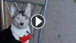 بالفيديو.. قط حاد الطباع، أصلع ويشبه الدكتاتور ادولف هتلر