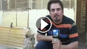 فيديو مضحك.. أسد صغير يهاجم مراسل خلال تقرير عن الحيوانات