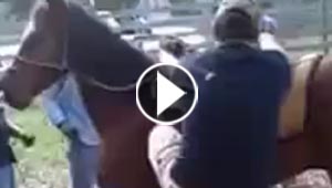  بالفيديو.. رجل يتلقى ضربة عنيفة من حصان وهو يحاول ركوبه