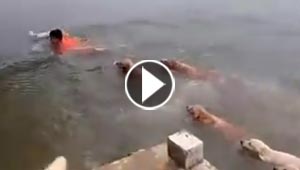 بالفيديو.. مجموعة كلاب تطارد رجلا يسبح في المياه في ميشيجان