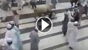 بالفيديو.. بقرة تهاجم حشد من المصلين امام مسجد وتصيب العشرات