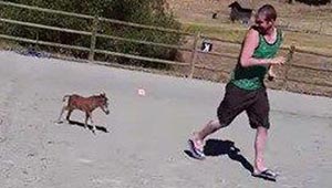 بالصورة.. الحصان القزم يتبع صديقه في كل مكان حتى المرحاض