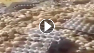 بالفيديو.. حرارة الصحراء تجعل البيض المنتهية صلاحيته يفقس صيصانا