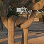 صورة 4 اقوال وطرائف