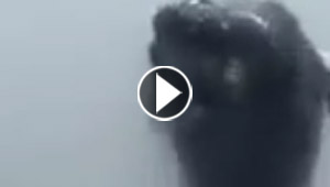 قفزة مذهلة لحوت عملاق تفاجئ سياحا انطلقوا في نزهة بحرية