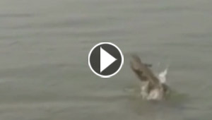فيديو طريف.. تمساح يسبح فوق الماء