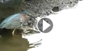 فيديو مدهش لطائر يصطاد الاسماك بمهارة