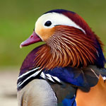 اقوال وطرائف الصورة الثالثة
