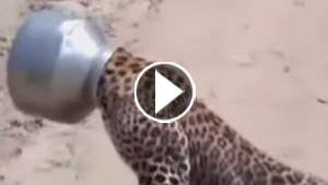  من شدة العطش.. علق رأس النمر في وعاء للماء!! شاهد