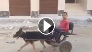 فيديو لطفل مصري يستخدم كلبا لجر عربة (حنطور) بدل الحصان