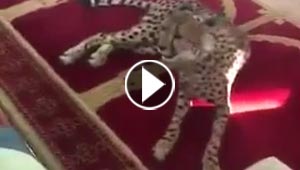 فيديو يظهر فهدا يتجول داخل مسجد بالسعودية