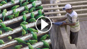 صقار عاشق الطيور.. يطعم 4000 ببغاء يوميا منذ 10 سنوات