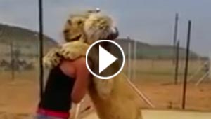 عناق مدهش بين اسد وفتاة.. الاسد يحاول والفتاة تصده!!