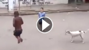 فيديو مثير.. كلب يقفز مع الاطفال في لعبة نط الحبل