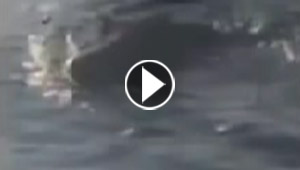 خنزير بري يثير الفزع والضحك ثم يقفز الى مياه البوسفور.. فيديو