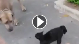 شاهد ما فعلته قطة صغيرة عندما هاجم كلب ضخم صغارها