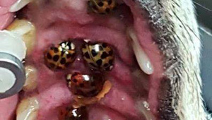 صورة مثيرة.. 16 خنفساء تعيش داخل فم كلب