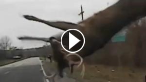 حادث اصطدام بين غزال طائر وسيارة شرطة.. ينتهي بسلام