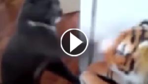 فيديو طريف.. القط الملاكم يكيل اللكمات على وجه النمر ويوسعه ضربا