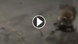 فيديو مضحك.. حيوان اركون سكران في مستودع للخمر