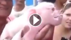 فيديو مثير.. خلل جيني يتسبب بولادة خنزير براس قرد