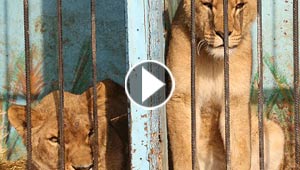 صور من حديقة الحيوانات الاشد سوءا في العالم