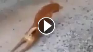 مشهد محزن يتحول فجأة الى طريف وبطله كلب.. شاهد الفيديو