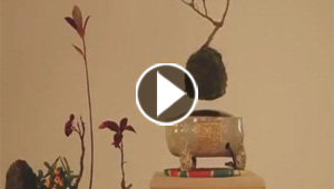 مشهد ساحر.. اشجار بونساي تدور حول نفسها في الهواء