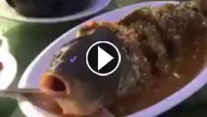 قوة الحياة تدفع سمكة لتحدي الموت بعد طهيها.. شاهدها تشرب الخمر ايضا!!