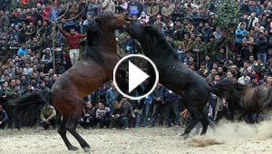 صور اغرب احتفالات العام الصيني الجديد: مصارعة خيول حتى الموت! 