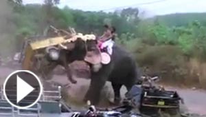 فيل غاضب يحول احتفالا دينيا هنديا مقدسا الى فيلم مرعب.. شاهد الفيديو