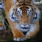 اقوال وطرائف رقم 1