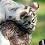 صورة 4 اقوال وطرائف