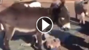  فيديو مؤثر.. جنازة حامية لحمار وذووه يودعونه بتأثر