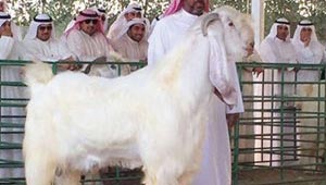 تيس يلقب بالحصان الابيض نظرا لكبر حجمه.. شاهده بالصورة