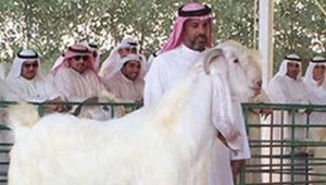 عروض من عالم الخيال لماعز الفرس الابيض