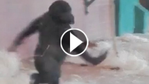 فيديو وصور للغوريلا لوبي التي اكتشفت فجأة انها راقصة باليه