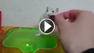 فيديو طريف.. فار صغير يتمرد على صاحبه ويرفض الاذلال لهذا السبب