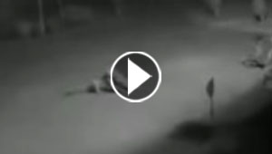 فيديو مرعب.. شاهد كيف فاجأ نمر كلبا وغرس انيابه في جسمه