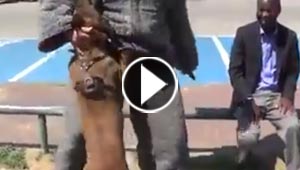  فيديو مثير.. شاهد كيف حمت الكلبة المدربة صاحبها من طعنة سكين