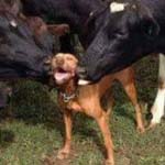 صورة 4 اقوال وطرائف