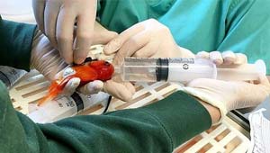 محبة زوجين لسمكتهما الصغيرة يدفعهما للسفر بعيدا.. بعيدا لعلاجها