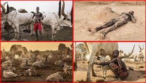 من عجائب السودان.. رجال يفضلون الموت لتعيش ابقارهم!!