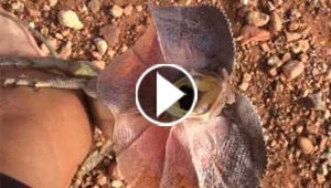 فيديو طريف.. سحلية ضخمة تطارد شابا حاول تصويرها