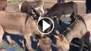  فيديو مؤثر.. حمير تندب موت حمار في الحظيرة وتحاول ايقاظه