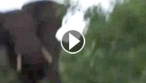 فيديو مثير لفيل ثائر يهاجم مصورا والاخير يوثق لحظة الهجوم!