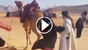 فيديو طريف.. جمل يركل ممثلة اثناء تصوير مسلسل بسبب صراخها