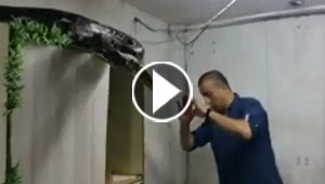معركة شرسة بين شاب فلسطيني وثغبان عملاق.. شاهد فيديو