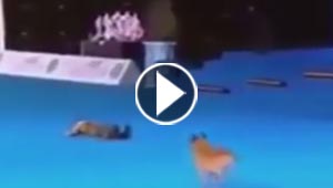فيديو مذهل.. تدريب كلب على اجراء عملية انعاش لصاحبته