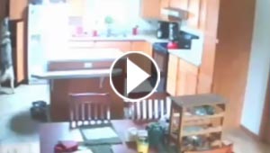 فيديو ذئب يتسلل الى بيت صاحبه  للسرقة.. شاهده